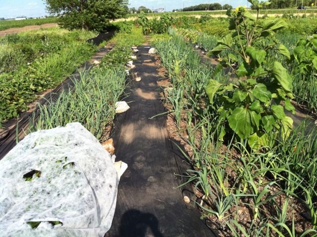  photo 6F05CF66-B40E-4DD5-A1C8-7DED23504E61-54932-0000063F54379683_zps7c8ce7f1.jpg